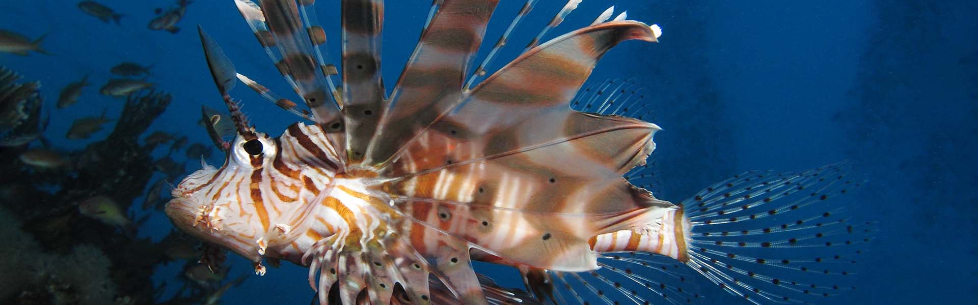 The Devil Lionfish